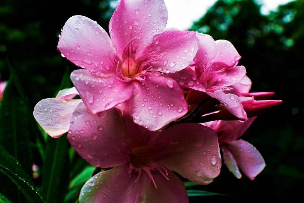 wet pink petaled flowers