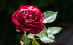 a close up of a rose