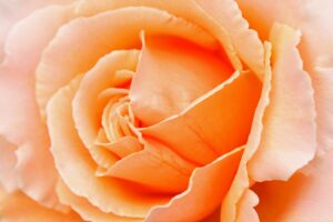 white rose in bloom macro photo