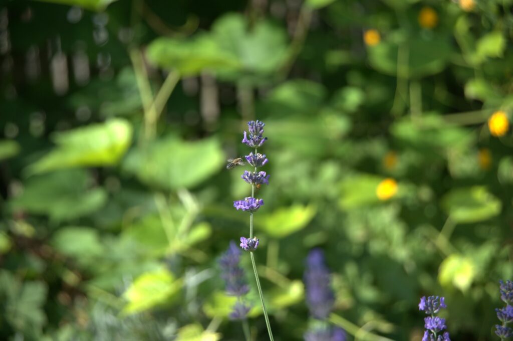 a close up of some purple flowers in a field