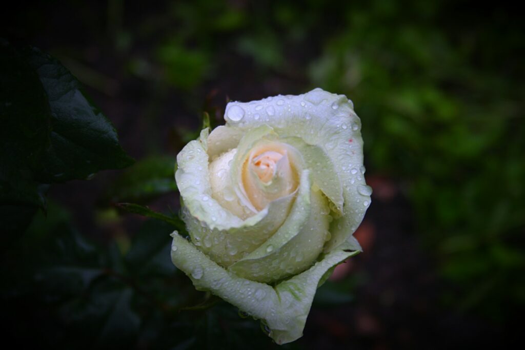 white rose with water droplets