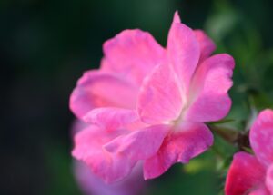 a close up of a pink flower with a blurry background